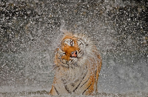 Foto ganadora "Natura" National Geographic 2012